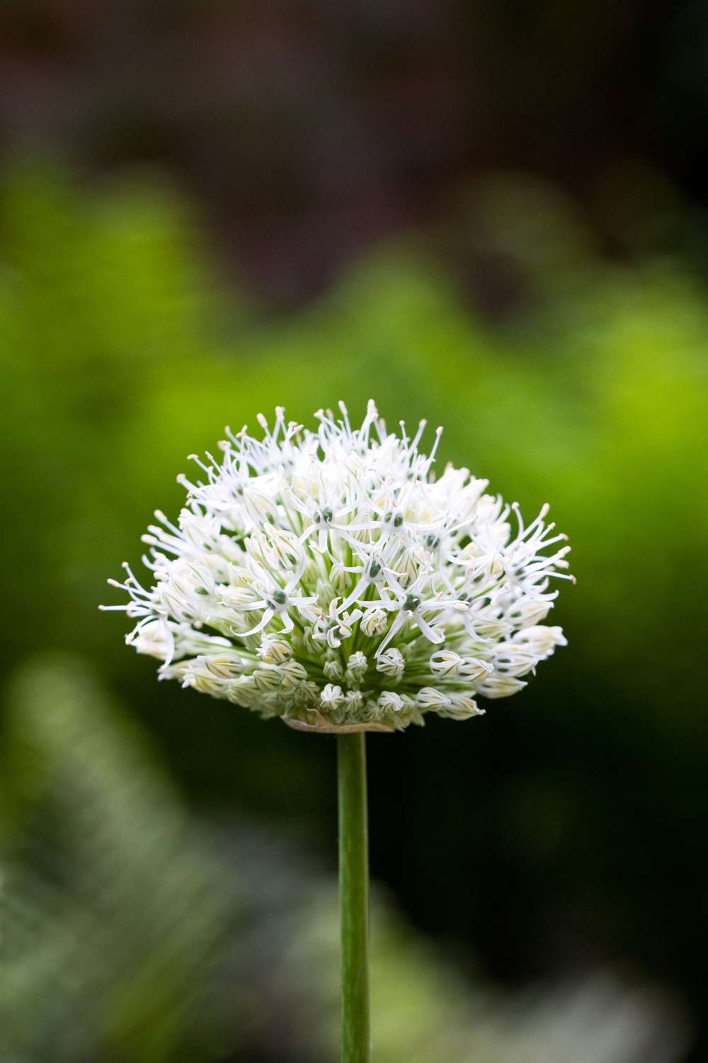 Allium 'Nigrum'